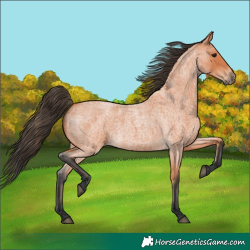 Horse Color:Bay Roan 