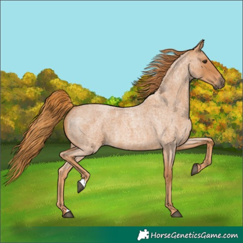 Horse Color:Red Roan 