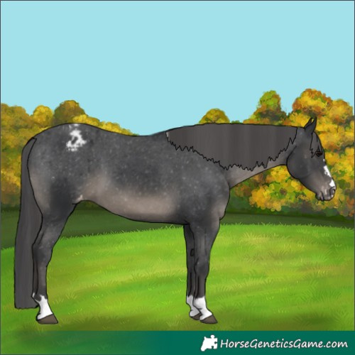 Horse Color:Black Appaloosa 