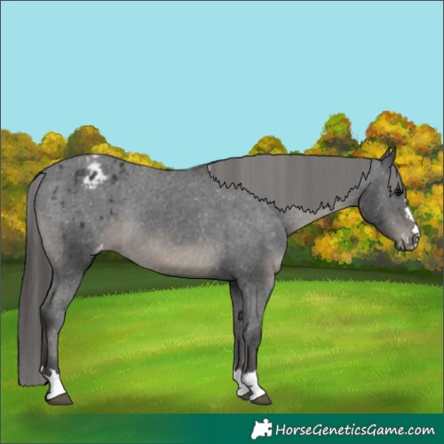Horse Color:Black Appaloosa 