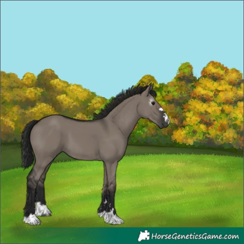 Horse Color:Gray Grullo 