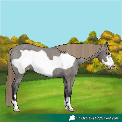 Horse Color:Smoky Grullo Frame Appaloosa 