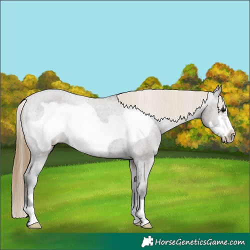 Horse Color:Smoky Grullo Frame Appaloosa 