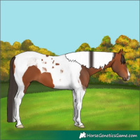 Horse Color:Bay Tobiano