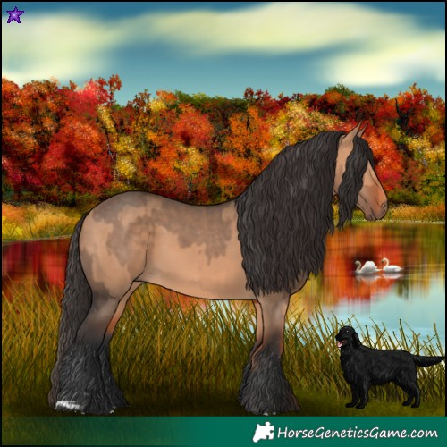Horse Color:Bay Dun and Bay Dun