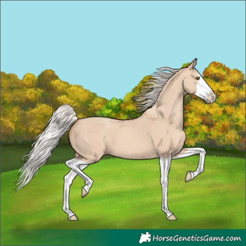 Horse Color:Silver Classic Champagne Dun Splash Frame 