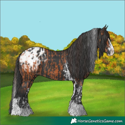 Horse Color:Bay Splash Tobiano Appaloosa and Black Splash Tobiano Appaloosa