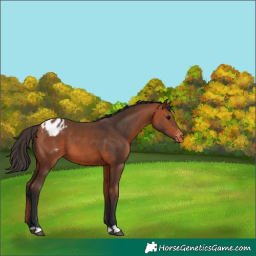 Horse Color:Bay Blanket 