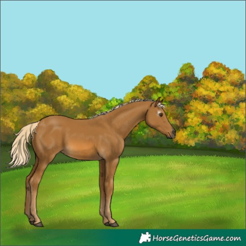Horse Color:Gray Palomino 