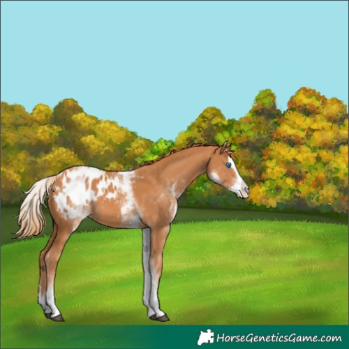 Horse Color:White Spotted Chestnut Splash Blanket 