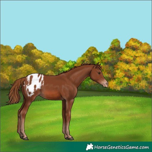 Horse Color:Chestnut Blanket 