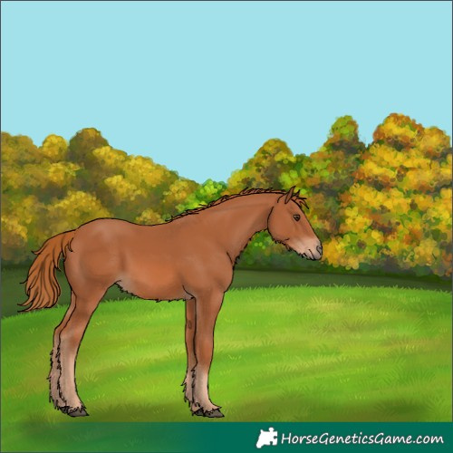Horse Color:Chestnut 
