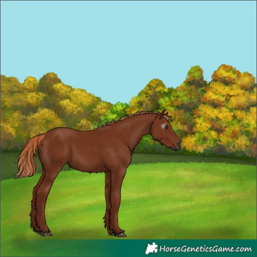 Horse Color:Gray Chestnut 
