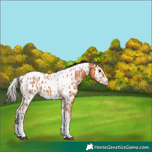 Horse Color:Bay Splash Tobiano Appaloosa  and Bay Splash Tobiano Appaloosa 