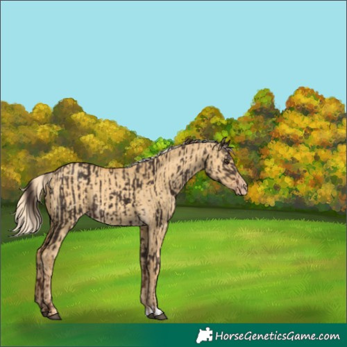 Horse Color:Liver Chestnut  and Gold Cream Champagne Dun 