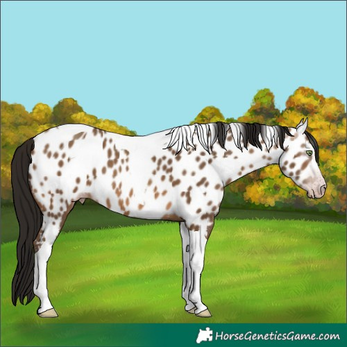 Horse Color:Gray Amber Champagne Tobiano Near Leopard 
