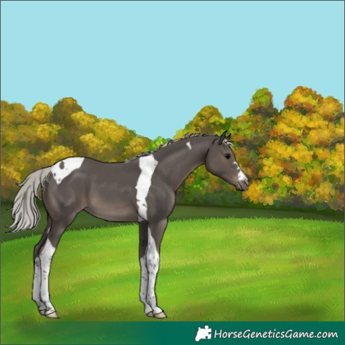 Horse Color:Silver Black Tobiano 