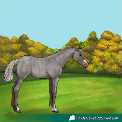 Horse Color:Silver Blue Roan 
