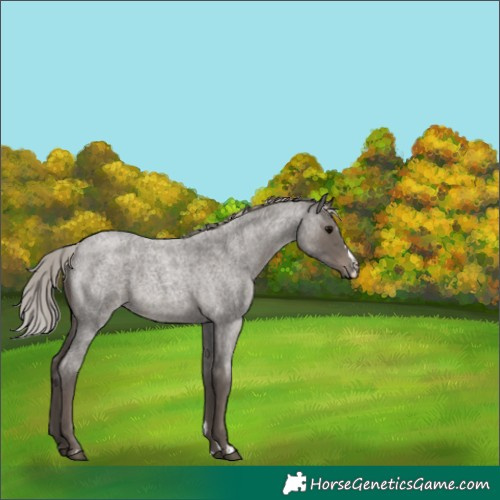 Horse Color:Silver Blue Roan 