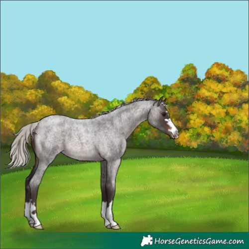 Horse Color:Silver Brown Roan 