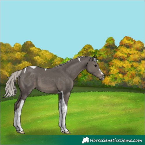 Horse Color:Silver Black Tobiano