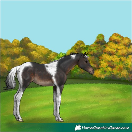 Horse Color:Brown Tobiano 