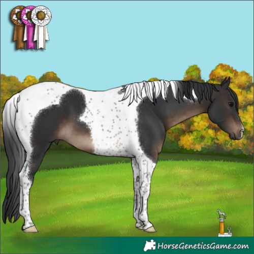 Horse Color:Brown Tobiano 