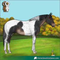 Horse Color:Brown Tobiano 