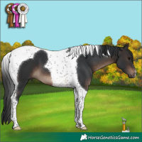 Horse Color:Brown Tobiano 