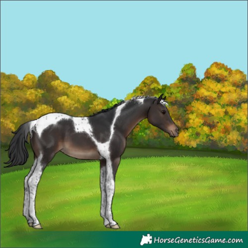Horse Color:Brown Tobiano 