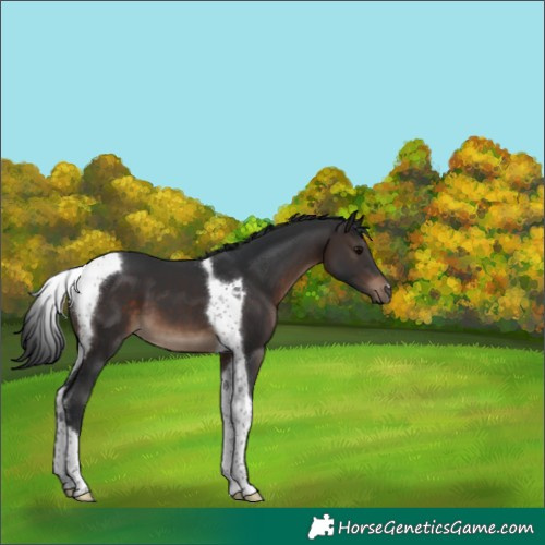 Horse Color:Brown Tobiano 