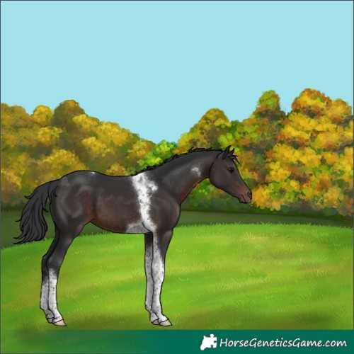 Horse Color:Brown Tobiano 