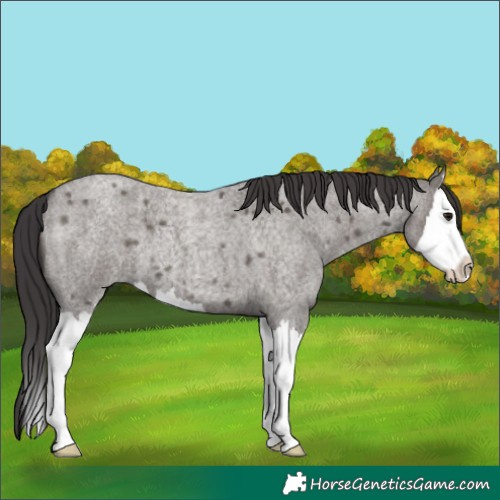 Horse Color:Unknown 