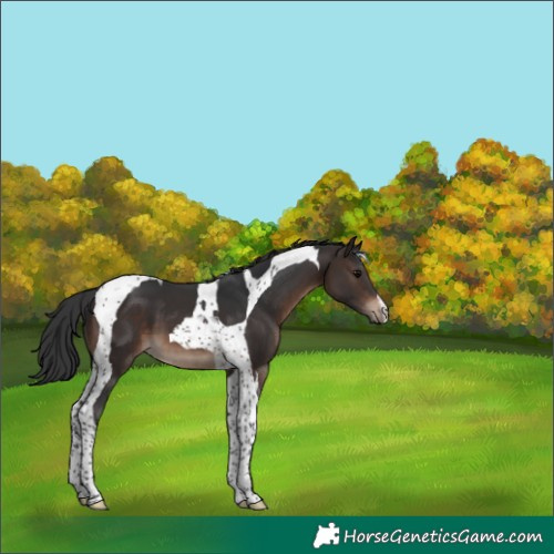 Horse Color:Brown Tobiano 