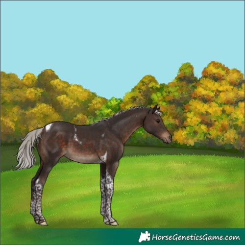 Horse Color:Silver Brown Tobiano 