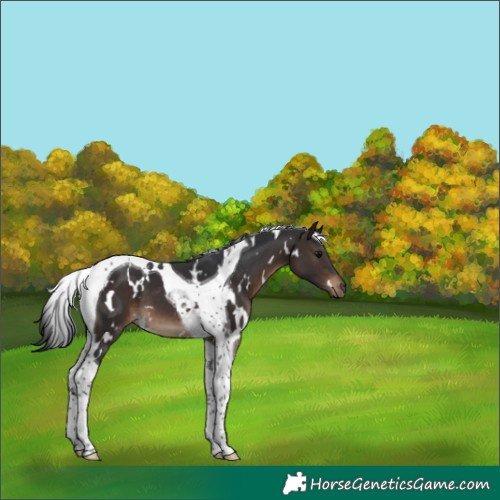 Horse Color:White Spotted Brown Tobiano 