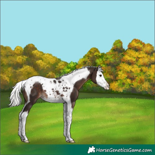 Horse Color:Silver Brown Splash Tobiano 
