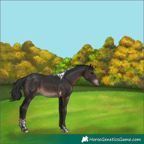 Horse Color:Brown Tobiano 