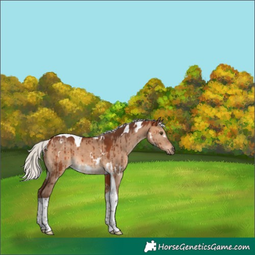 Horse Color:White Spotted Silver Brown Dun Tobiano Brindle 