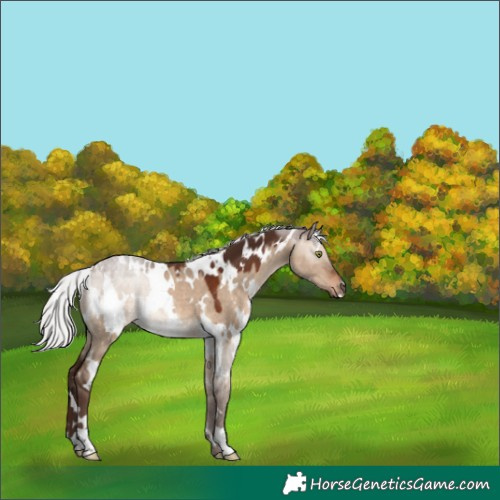 Horse Color:White Spotted Silver Brown Dun 
