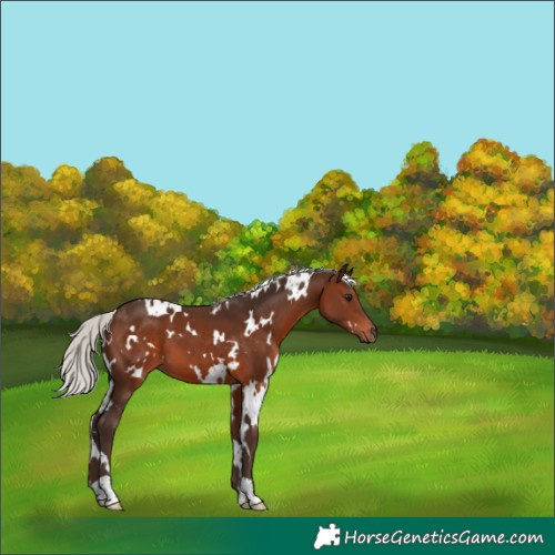 Horse Color:White Spotted Silver Brown 