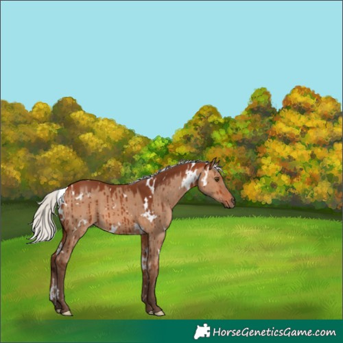 Horse Color:White Spotted Silver Bay Dun Brindle 