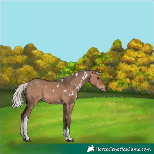 Horse Color:White Spotted Silver Brown Dun Tobiano 