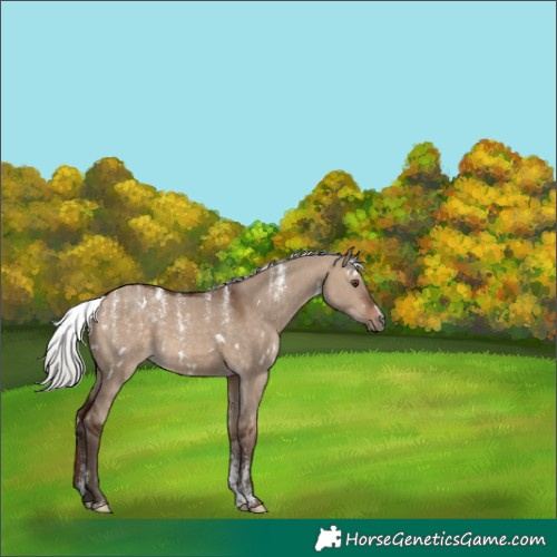 Horse Color:Powder White White Spotted Silver Brown Dun 