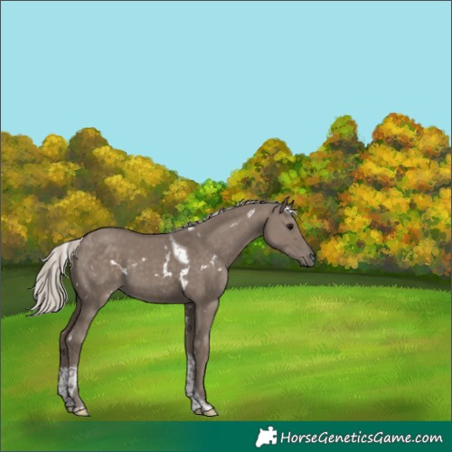 Horse Color:White Spotted Silver Grullo Tobiano 