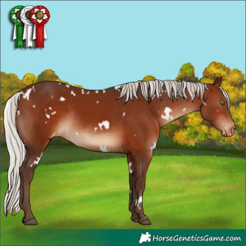 Horse Color:White Spotted Silver Brown Appaloosa Rabicano 