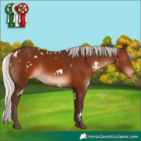 Horse Color:White Spotted Silver Brown Appaloosa Rabicano