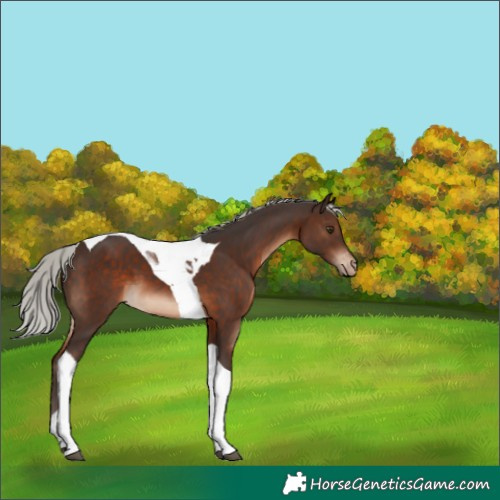 Horse Color:Silver Brown Tobiano Appaloosa