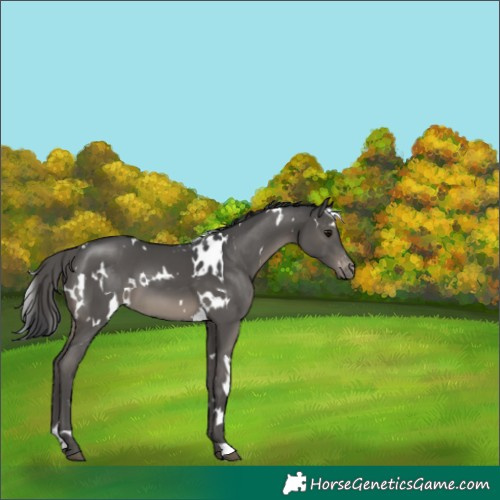 Horse Color:White Spotted Black Varnish 