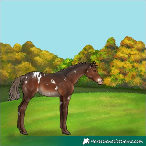 Horse Color:White Spotted Liver Chestnut Appaloosa 